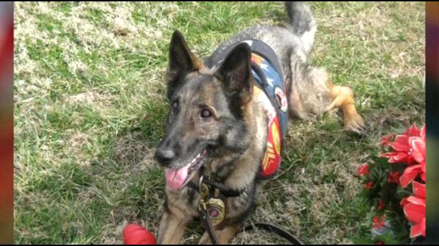 Canine Iraq Marine honored after stellar career – US War Dogs Heritage ...