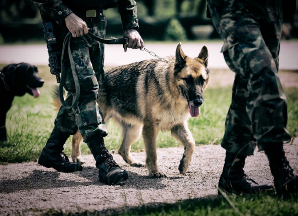 How to Honor the Military Dogs Who Serve Our Nation – US War Dogs ...